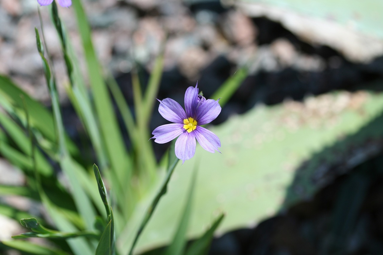 Best Plants for a Garden That Blooms in Autumn